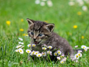 Cica virágot kóstol